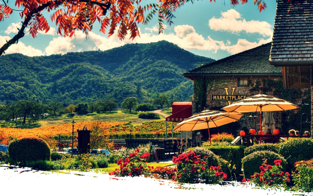 Custom Wine Tours That Feel Like They Were Made Just For You
