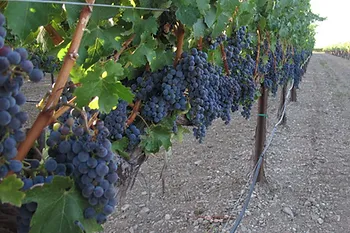 The Sustainability of Northern California Wine