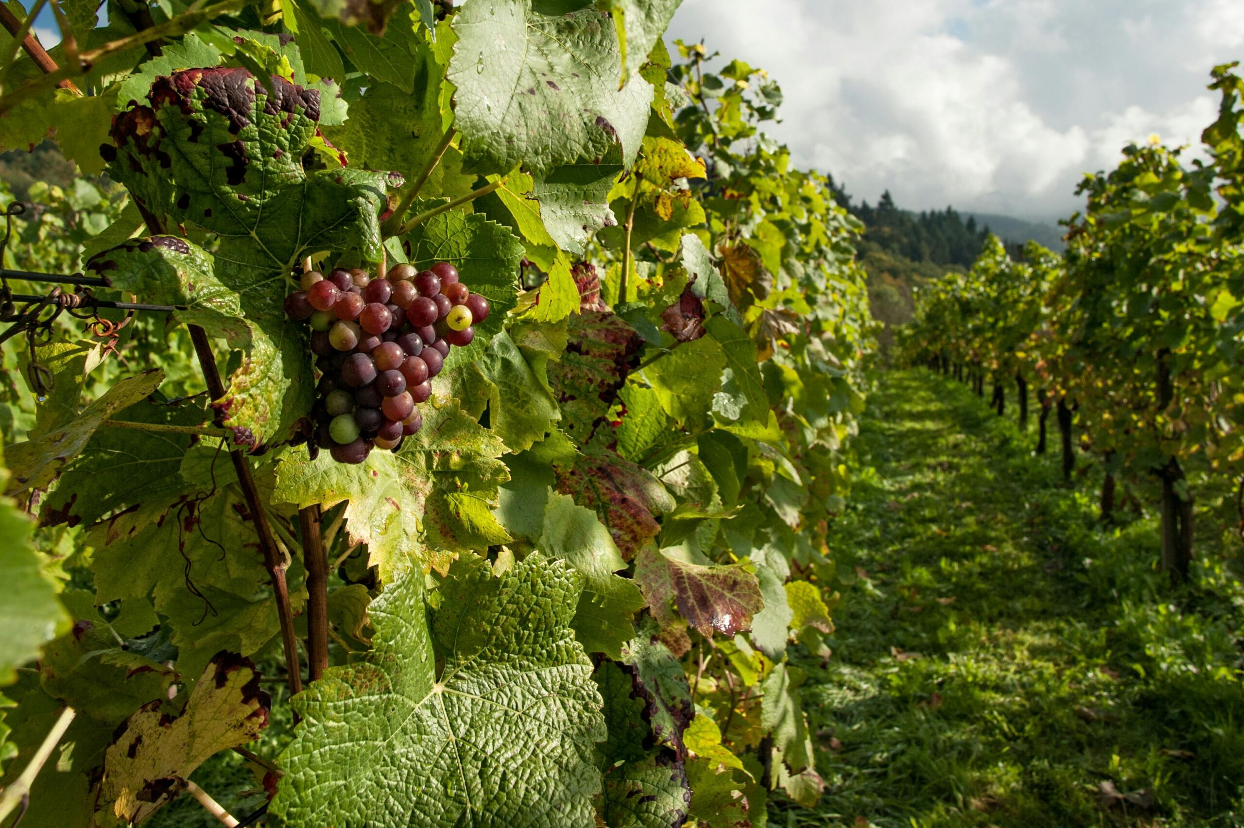 seasonal grapes in a vineyard